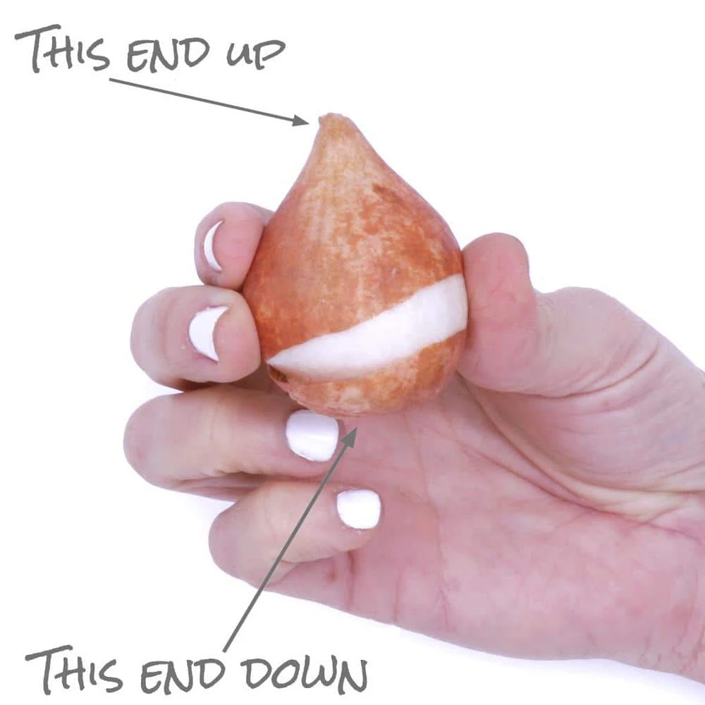 VAN ZYVERDEN Tulips Bulbs Pretty Princess (Set of 12) 6 VAN ZYVERDEN Tulips Bulbs Pretty Princess (Set of 12) - Image 4