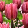 VAN ZYVERDEN Tulips Bulbs Pretty Princess (Set of 12) -VAN ZYVERDEN shop van zyverden flower bulbs 87003 64 1000
