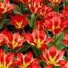 VAN ZYVERDEN Tulips Bulbs Plaisir (Set of 12) -VAN ZYVERDEN shop van zyverden flower bulbs 87004 64 1000