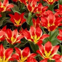 VAN ZYVERDEN Tulips Bulbs Plaisir (Set of 12)