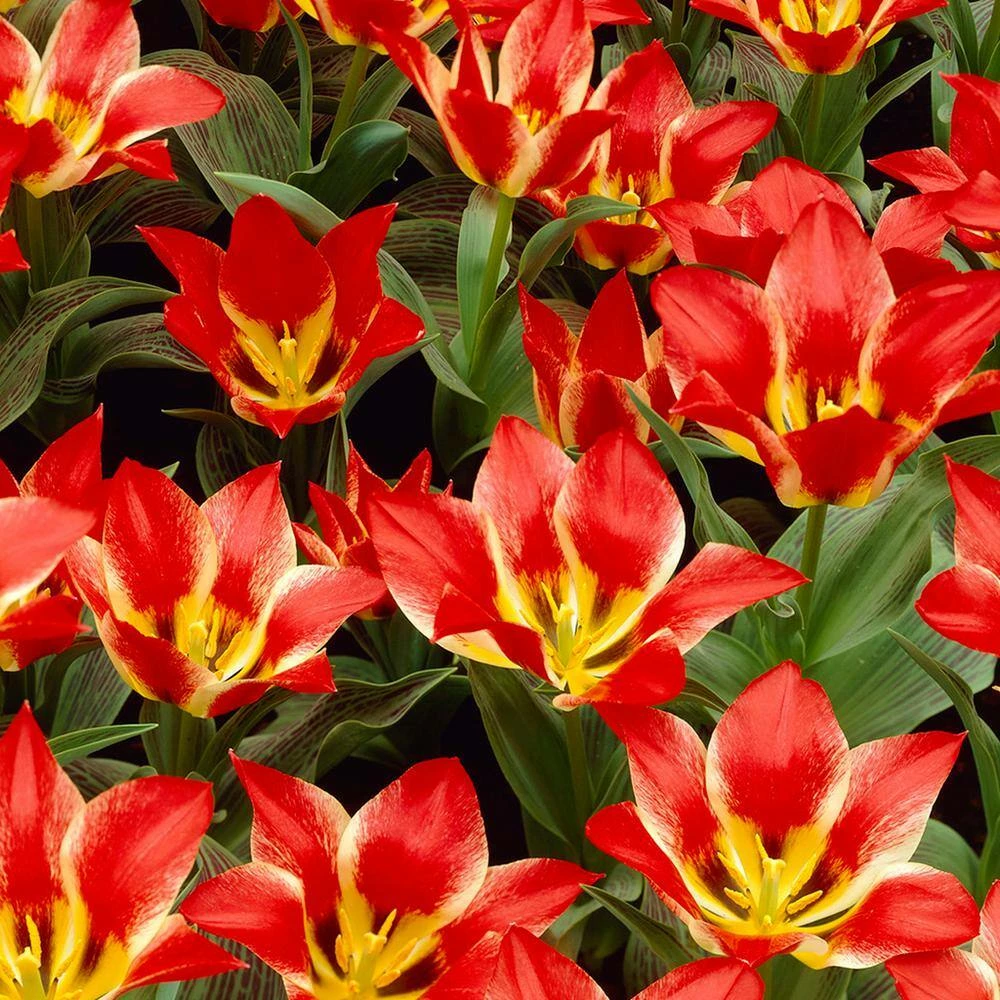 VAN ZYVERDEN Tulips Bulbs Plaisir (Set of 12) 3 VAN ZYVERDEN Tulips Bulbs Plaisir (Set of 12)
