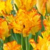VAN ZYVERDEN Tulips Bulbs Caribbean Parrot (Set of 8) -VAN ZYVERDEN shop van zyverden flower bulbs 87005 64 1000