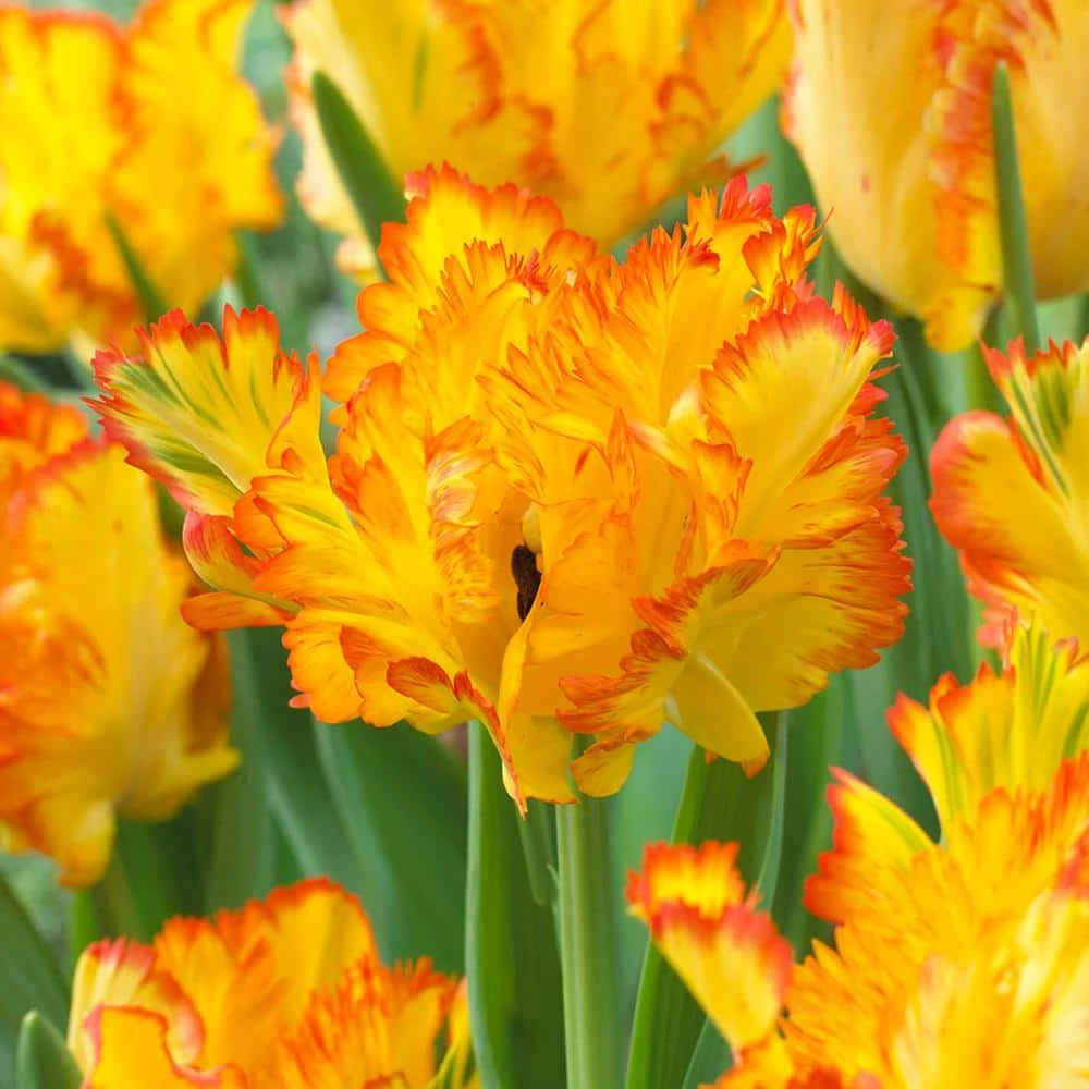 VAN ZYVERDEN Tulips Bulbs Caribbean Parrot (Set of 8) 3 VAN ZYVERDEN Tulips Bulbs Caribbean Parrot (Set of 8)