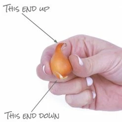 VAN ZYVERDEN Tulips Bulbs Little Beauty (Set of 25) -VAN ZYVERDEN shop van zyverden flower bulbs 87008 1f 1000