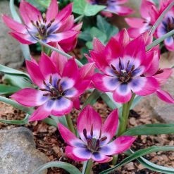 VAN ZYVERDEN Tulips Bulbs Little Beauty (Set of 25)