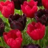 VAN ZYVERDEN Tulips Bulbs Havana Nights Blend (Set of 15) -VAN ZYVERDEN shop van zyverden flower bulbs 87009 64 1000