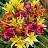 VAN ZYVERDEN Tulips Bulbs Perennial Mixture (Set of 100)