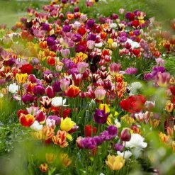 VAN ZYVERDEN Tulips Bulbs Economy Medley Of Varieties (Set of 50)