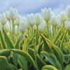 VAN ZYVERDEN White Tulips Purissima Blonde (12-Pack) -VAN ZYVERDEN shop van zyverden flower bulbs 87013 64 1000
