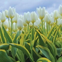 VAN ZYVERDEN White Tulips Purissima Blonde (12-Pack)