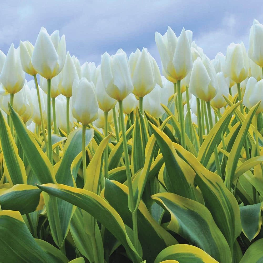 VAN ZYVERDEN White Tulips Purissima Blonde (12-Pack) 3 VAN ZYVERDEN White Tulips Purissima Blonde (12-Pack)