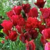 VAN ZYVERDEN Red Tulips Non-Stop Red Blend Bulbs (25-Pack) -VAN ZYVERDEN shop van zyverden flower bulbs 87016 64 1000