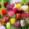VAN ZYVERDEN Mixed Tulips Non-Stop Mixed Colors Blend Bulbs (25-Pack) 1 VAN ZYVERDEN Mixed Tulips Non-Stop Mixed Colors Blend Bulbs (25-Pack) -VAN ZYVERDEN shop van zyverden flower bulbs 87017 64 1000