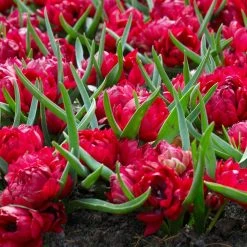 VAN ZYVERDEN Red Small Talk Crocus LookAlikes Bulbs (12-Pack) -VAN ZYVERDEN shop van zyverden flower bulbs 87018 4f 1000