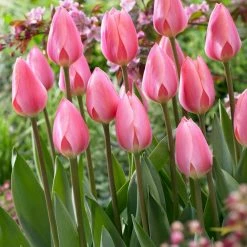 VAN ZYVERDEN Tulips Cosmopolitan Bulbs (Set of 12) 11 VAN ZYVERDEN Tulips Cosmopolitan Bulbs (Set of 12) -VAN ZYVERDEN shop van zyverden flower bulbs 87020 4f 1000