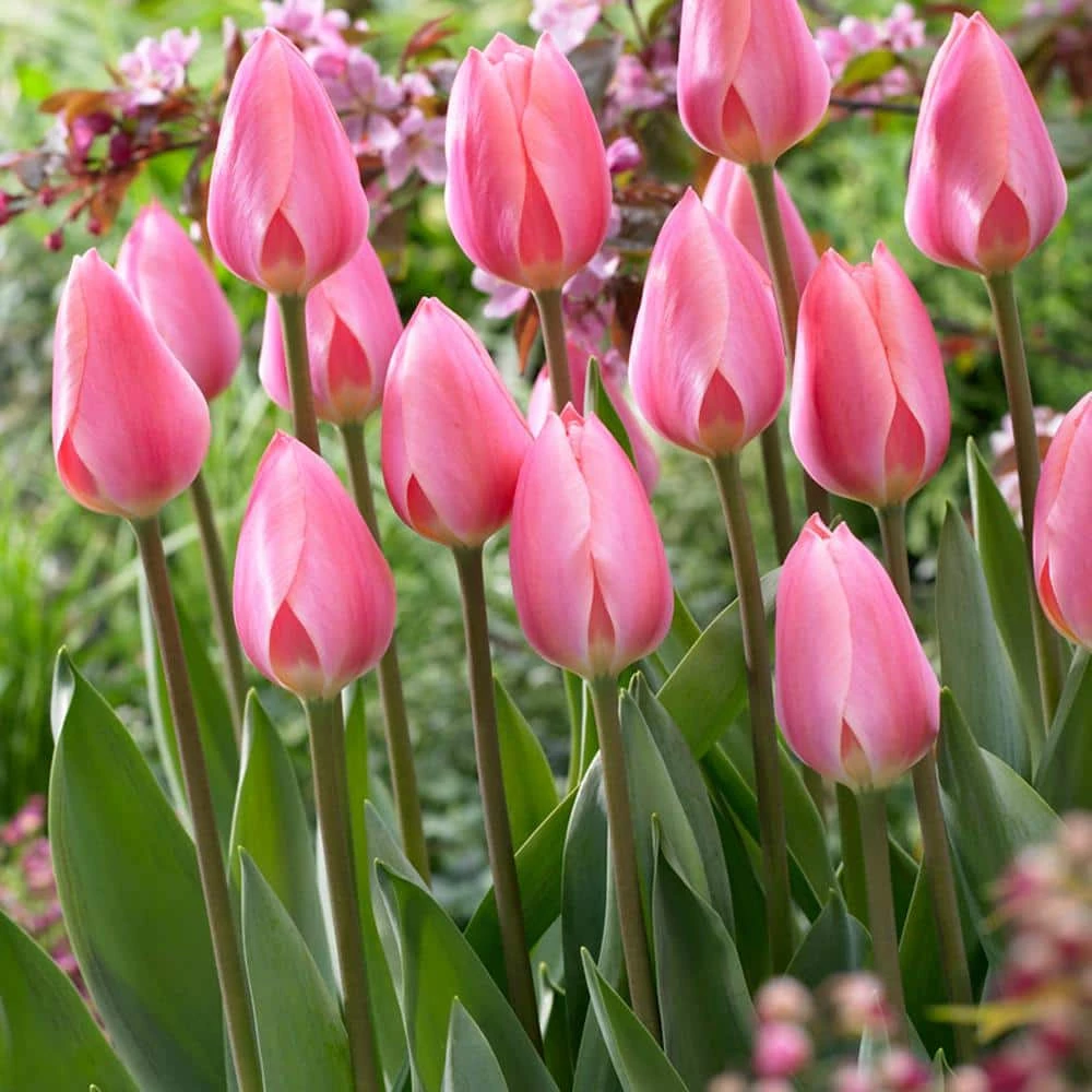 VAN ZYVERDEN Tulips Cosmopolitan Bulbs (Set of 12) 5 VAN ZYVERDEN Tulips Cosmopolitan Bulbs (Set of 12) - Image 3
