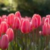 VAN ZYVERDEN Tulips Cosmopolitan Bulbs (Set of 12) -VAN ZYVERDEN shop van zyverden flower bulbs 87020 64 1000