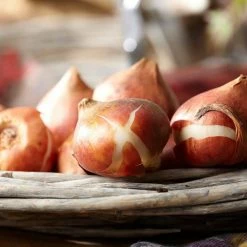 VAN ZYVERDEN Tulips Arabian Mystery Bulbs (Set of 12) 15 VAN ZYVERDEN Tulips Arabian Mystery Bulbs (Set of 12) -VAN ZYVERDEN shop van zyverden flower bulbs 87021 44 1000