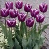 VAN ZYVERDEN Tulips Arabian Mystery Bulbs (Set of 12) -VAN ZYVERDEN shop van zyverden flower bulbs 87021 64 1000