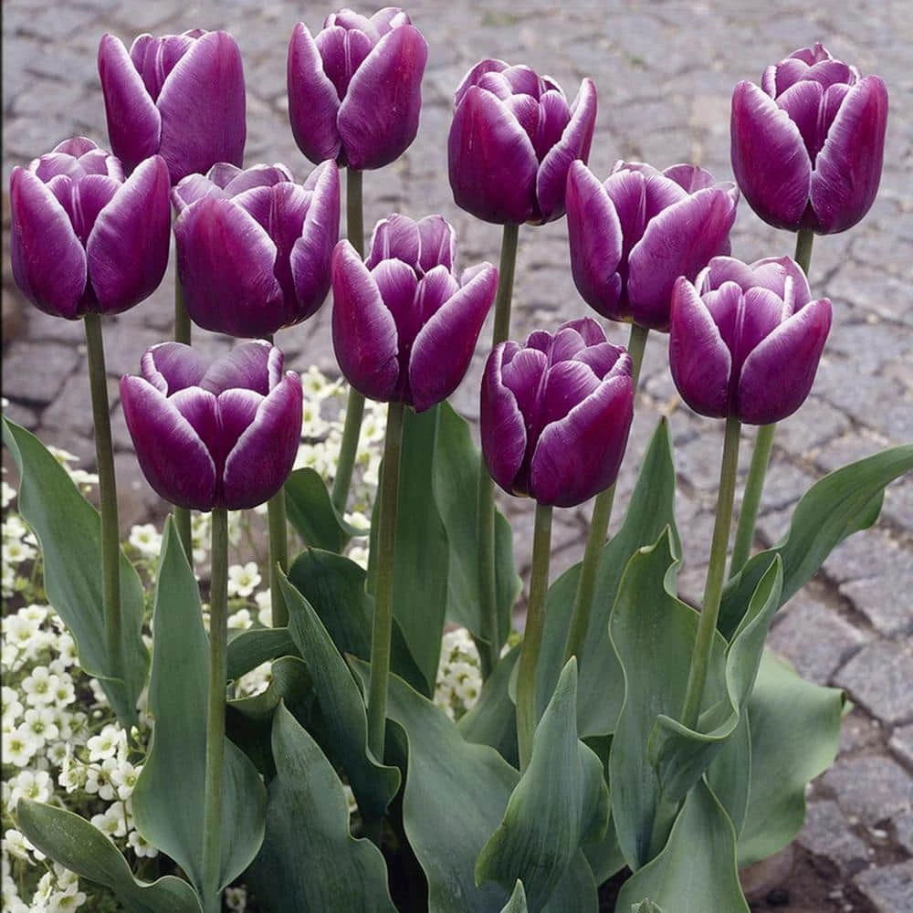 VAN ZYVERDEN Tulips Arabian Mystery Bulbs (Set of 12) 3 VAN ZYVERDEN Tulips Arabian Mystery Bulbs (Set of 12)