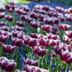 VAN ZYVERDEN Tulips Arabian Mystery Bulbs (Set of 12) 12 VAN ZYVERDEN Tulips Arabian Mystery Bulbs (Set of 12) -VAN ZYVERDEN shop van zyverden flower bulbs 87021 c3 1000