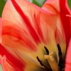 VAN ZYVERDEN Tulips Spryng Break Bulbs (Set of 12) -VAN ZYVERDEN shop van zyverden flower bulbs 87022 4f 1000