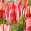 VAN ZYVERDEN Tulips Spryng Break Bulbs (Set of 12) 1 VAN ZYVERDEN Tulips Spryng Break Bulbs (Set of 12) -VAN ZYVERDEN shop van zyverden flower bulbs 87022 64 1000