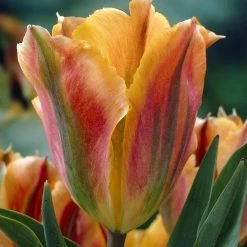 VAN ZYVERDEN Tulips Artist Bulbs (Set of 12) -VAN ZYVERDEN shop van zyverden flower bulbs 87023 c3 1000