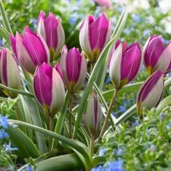 VAN ZYVERDEN Tulips Persian Pearl Bulbs (Set of 25) 14 VAN ZYVERDEN Tulips Persian Pearl Bulbs (Set of 25) -VAN ZYVERDEN shop van zyverden flower bulbs 87024 1f 1000