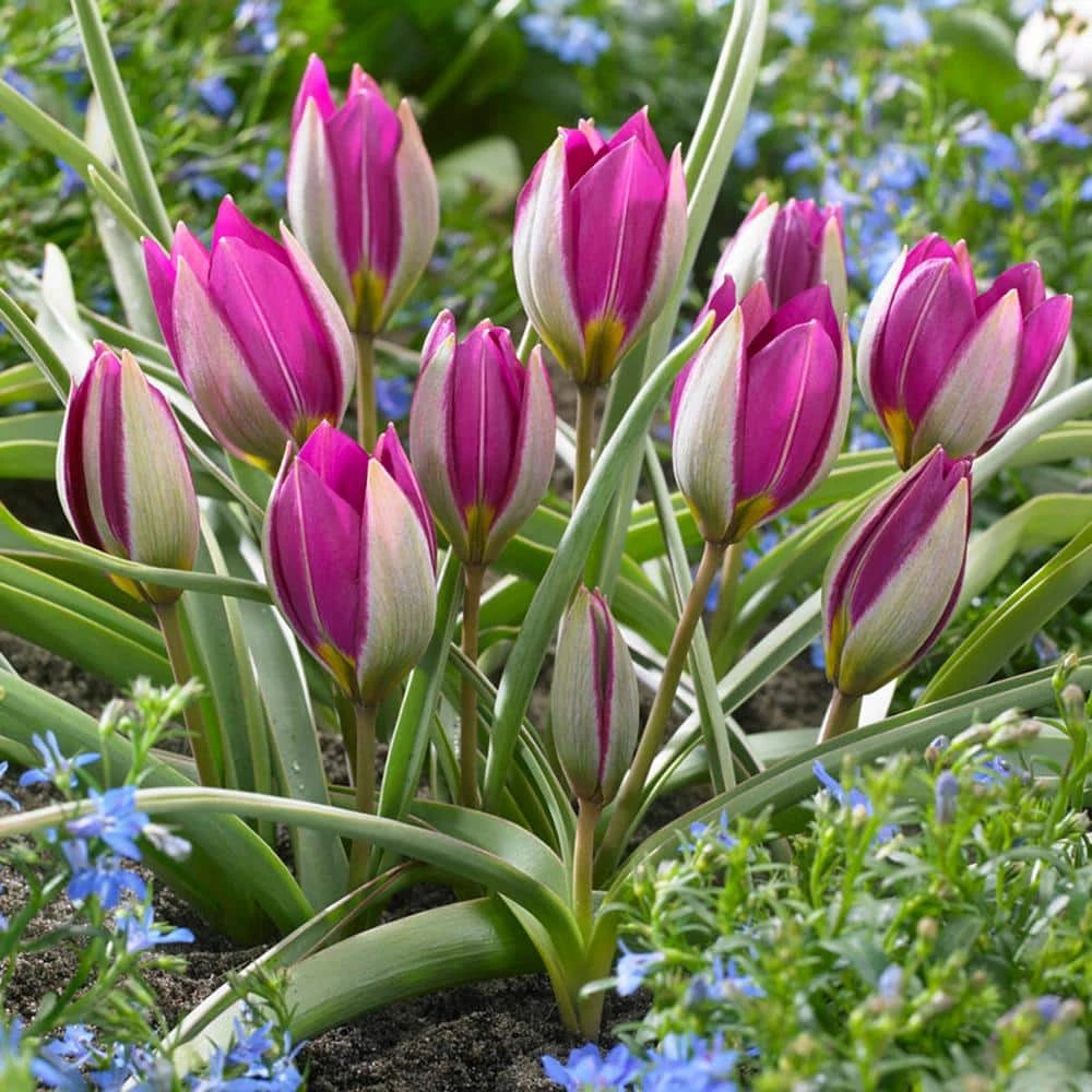 VAN ZYVERDEN Tulips Persian Pearl Bulbs (Set of 25) 6 VAN ZYVERDEN Tulips Persian Pearl Bulbs (Set of 25) - Image 4