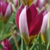 VAN ZYVERDEN Tulips Persian Pearl Bulbs (Set of 25) -VAN ZYVERDEN shop van zyverden flower bulbs 87024 64 1000