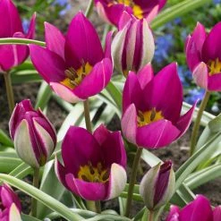 VAN ZYVERDEN Tulips Persian Pearl Bulbs (Set of 25) 12 VAN ZYVERDEN Tulips Persian Pearl Bulbs (Set of 25) -VAN ZYVERDEN shop van zyverden flower bulbs 87024 c3 1000