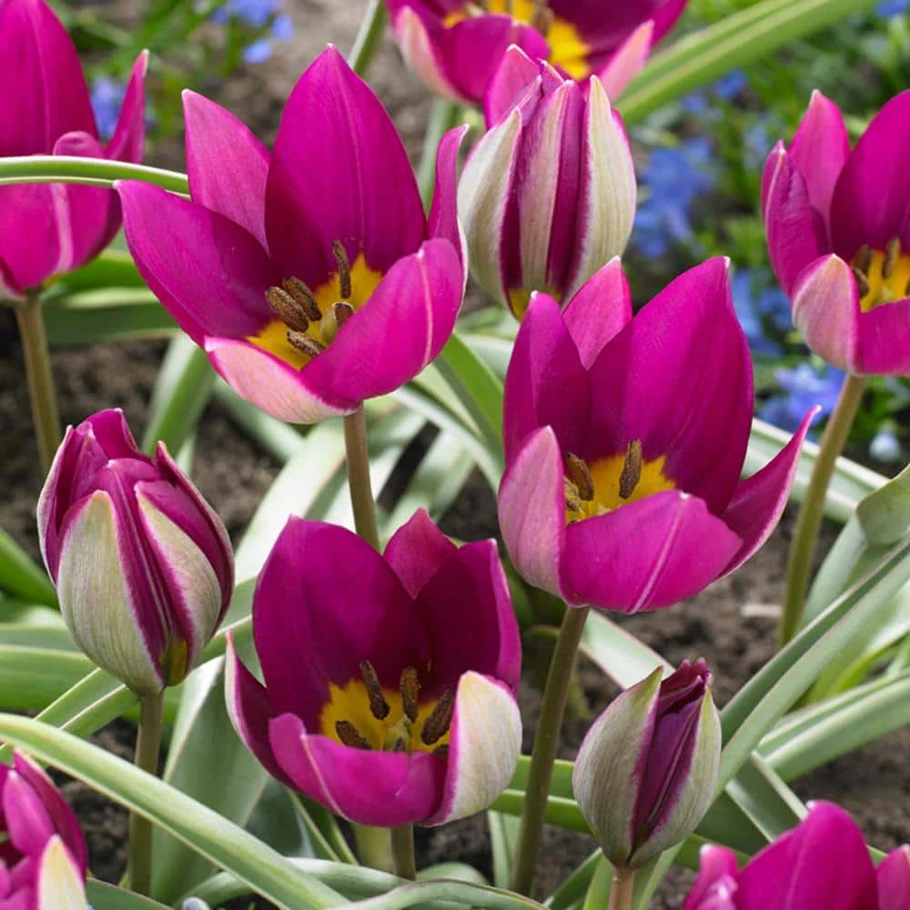 VAN ZYVERDEN Tulips Persian Pearl Bulbs (Set of 25) 5 VAN ZYVERDEN Tulips Persian Pearl Bulbs (Set of 25) - Image 3