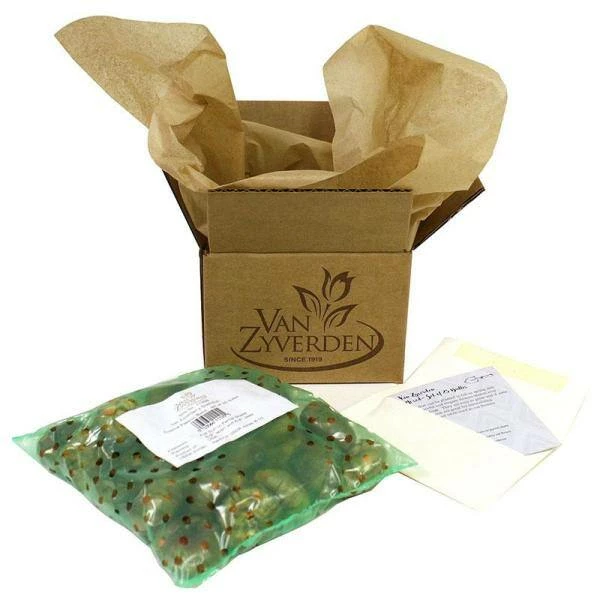 VAN ZYVERDEN Tulips Persian Pearl Bulbs (Set of 25) 9 VAN ZYVERDEN Tulips Persian Pearl Bulbs (Set of 25) - Image 7