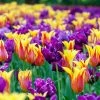 VAN ZYVERDEN Tulips Carnival Blend Bulbs (Set of 15) -VAN ZYVERDEN shop van zyverden flower bulbs 87025 64 1000