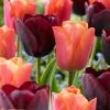 VAN ZYVERDEN Tulips Ronaldo Blend Bulbs (Set of 15) -VAN ZYVERDEN shop van zyverden flower bulbs 87026 64 1000