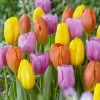 VAN ZYVERDEN Tulips Pastel Parade Blend Bulbs (Set of 15) -VAN ZYVERDEN shop van zyverden flower bulbs 87028 64 1000