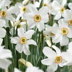 VAN ZYVERDEN Daffodils Bulbs Pheasant's Eye (Set of 12)