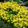 VAN ZYVERDEN Daffodils Bulbs Tete A Tete (Set of 25)
