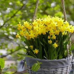 VAN ZYVERDEN Daffodils Tete A Tete for Containers (Set of 25) 11 VAN ZYVERDEN Daffodils Tete A Tete for Containers (Set of 25) -VAN ZYVERDEN shop van zyverden flower bulbs 87033 4f 1000