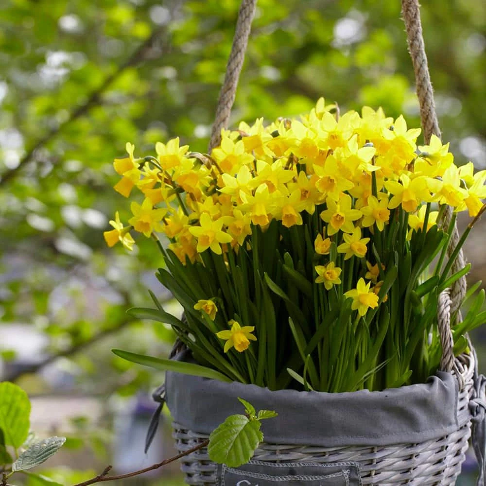 VAN ZYVERDEN Daffodils Tete A Tete for Containers (Set of 25) 5 VAN ZYVERDEN Daffodils Tete A Tete for Containers (Set of 25) - Image 3