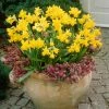VAN ZYVERDEN Daffodils Tete A Tete for Containers (Set of 25) 2 VAN ZYVERDEN Daffodils Tete A Tete for Containers (Set of 25) -VAN ZYVERDEN shop van zyverden flower bulbs 87033 64 1000