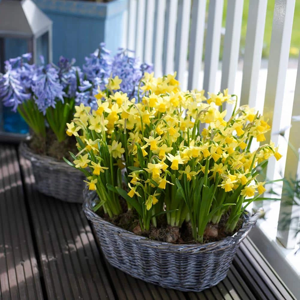 VAN ZYVERDEN Daffodils Tete A Tete for Containers (Set of 25) 4 VAN ZYVERDEN Daffodils Tete A Tete for Containers (Set of 25) - Image 2