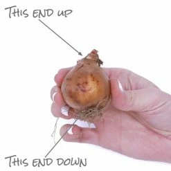 VAN ZYVERDEN Daffodils Bulbs Peach Cobbler (Set of 12) 12 VAN ZYVERDEN Daffodils Bulbs Peach Cobbler (Set of 12) -VAN ZYVERDEN shop van zyverden flower bulbs 87034 1f 1000