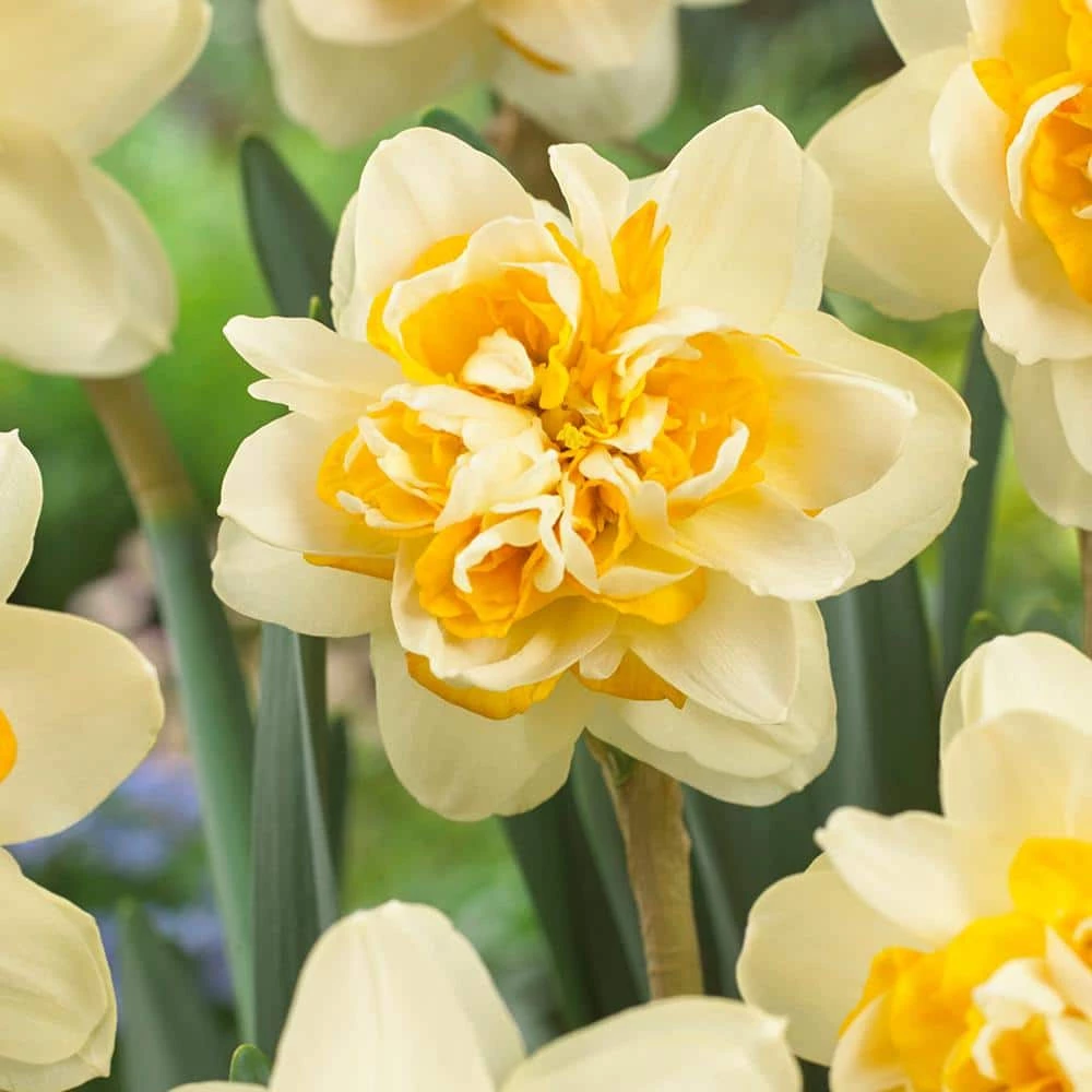 VAN ZYVERDEN Daffodils Bulbs Peach Cobbler (Set of 12) 3 VAN ZYVERDEN Daffodils Bulbs Peach Cobbler (Set of 12)