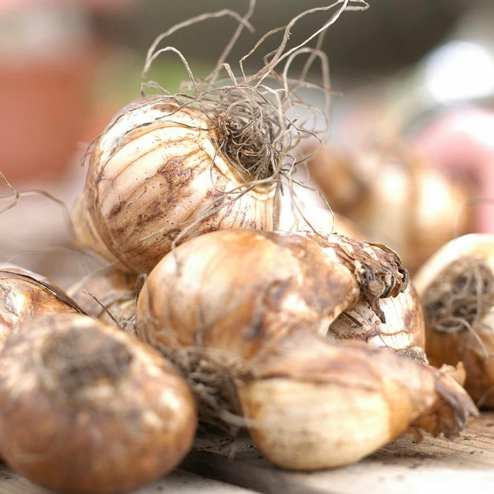 VAN ZYVERDEN Daffodils Bulbs Gardening with Childeren Mixture (Set of 25) 5 VAN ZYVERDEN Daffodils Bulbs Gardening with Childeren Mixture (Set of 25) - Image 3