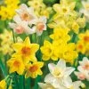 VAN ZYVERDEN Daffodils Bulbs Fragrant Mixture (Set of 25) -VAN ZYVERDEN shop van zyverden flower bulbs 87037 64 1000