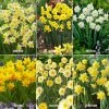 VAN ZYVERDEN Award Winning Perennial Deer Resistant Daffodil Blend (Set of 30) -VAN ZYVERDEN shop van zyverden flower bulbs 87038 64 1000