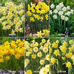 VAN ZYVERDEN Award Winning Perennial Deer Resistant Daffodil Blend (Set of 30)