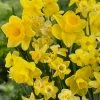 VAN ZYVERDEN Daffodils Bulbs Season of Sunshine Mixture (Set of 25) -VAN ZYVERDEN shop van zyverden flower bulbs 87039 64 1000